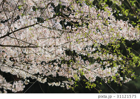 Beautiful Cherry blossom , white sakura flower Beautiful Cherry blossom , white sakura flower 31121575