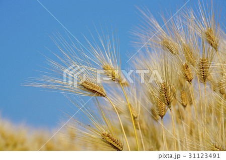 琵琶湖西岸の六条大麦 31123491