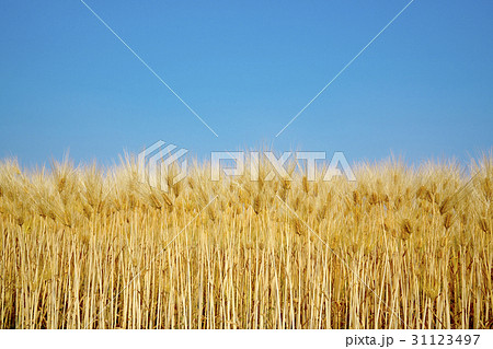 琵琶湖西岸の六条大麦 31123497