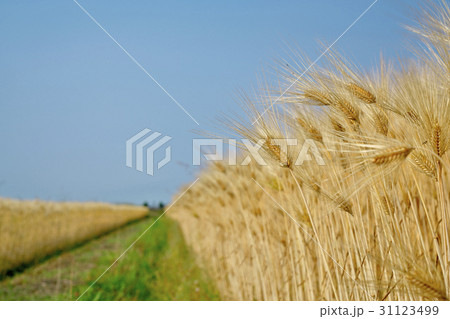 琵琶湖西岸の六条大麦 琵琶湖西岸の六条大麦 31123499
