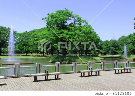 代々木公園の新緑 31125109