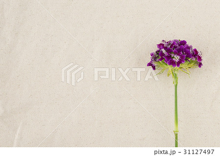 Purple sweet william flowers with copy space 31127497