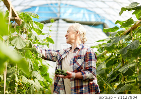 old woman picking cucumbers up at farm greenhouse old woman picking cucumbers up at farm greenhouse 31127904