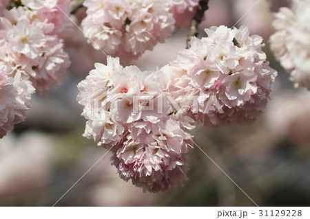 Japanese cherry blossom in spring 31129228