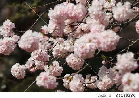 Japanese cherry blossom in spring 31129230