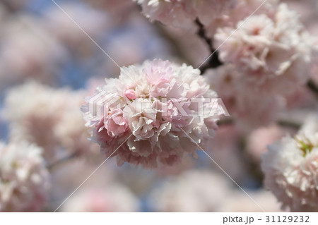 Beautiful Cherry blossom , white sakura flower 31129232