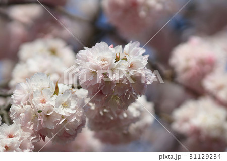 Japanese cherry blossom in spring 31129234