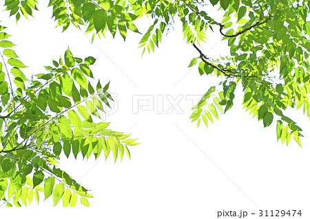 ニワウルシ（庭漆） 31129474