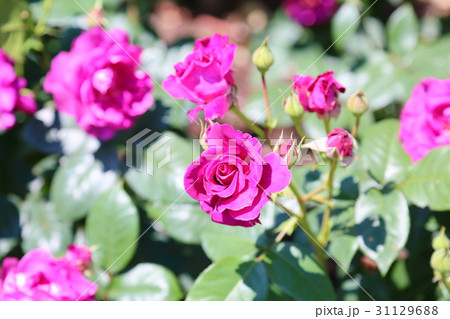 バラの花　イントゥリーグ 31129688