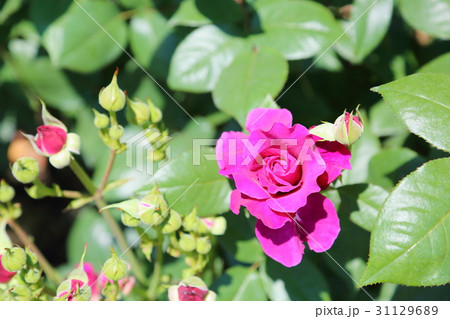 バラの花 イントゥリーグの写真素材