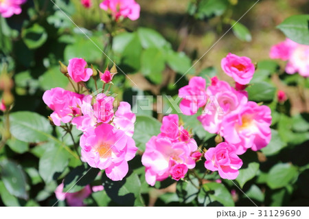 バラの花 さらさ バラの花 さらさ 31129690
