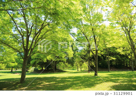 新緑の公園 新緑の公園 31129901