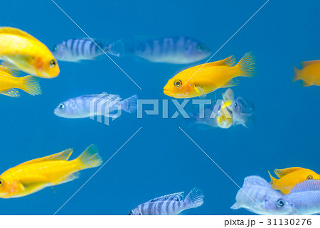 Malawi cichlids,Tropical fish in aquarium 31130276