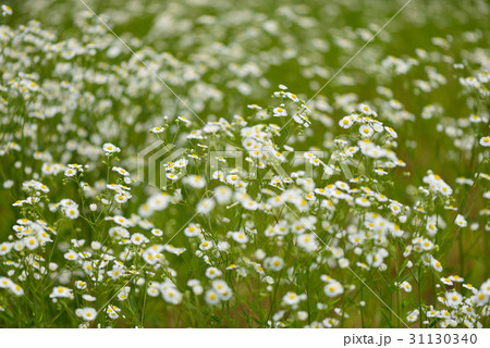 群生するヒメジョオン 31130340