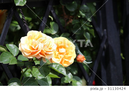 バラ　黄 31130424