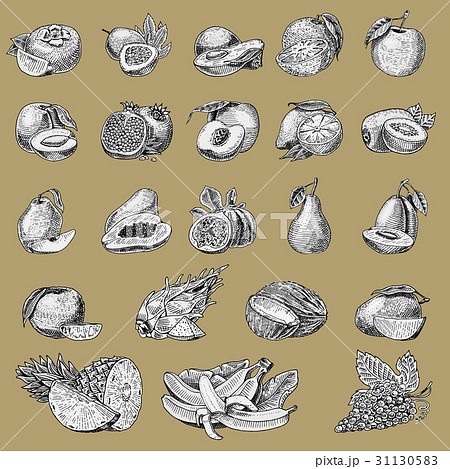 set of hand drawn, engraved fresh fruits 31130583