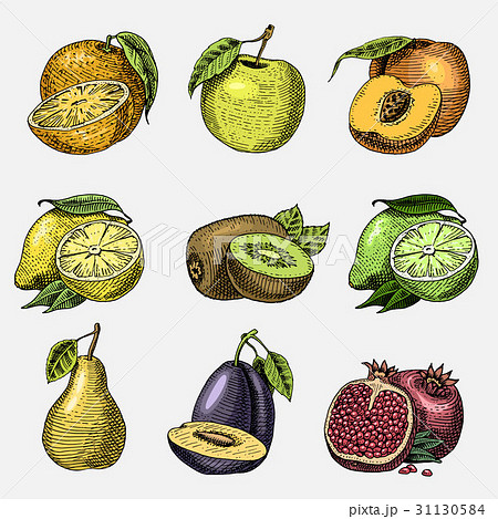 set of hand drawn, engraved fresh fruits 31130584