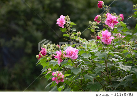 フヨウの花 31130792