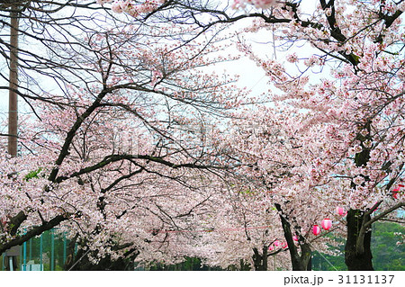 都立浮間公園の桜 都立浮間公園の桜 31131137