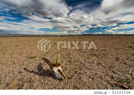 Skull of roe deer on stony ground in the desert 31131556