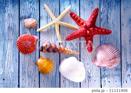 Collection of sea shells and stars Collection of sea shells and stars 31131906