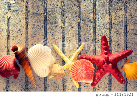 Collection of sea shells and stars Collection of sea shells and stars 31131921