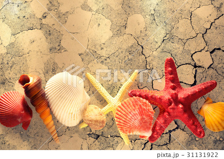 Collection of sea shells and stars Collection of sea shells and stars 31131922