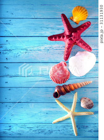 Collection of sea shells and stars 31131930