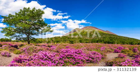 霧島 鹿ヶ原のミヤマキリシマ 霧島 鹿ヶ原のミヤマキリシマ 31132139