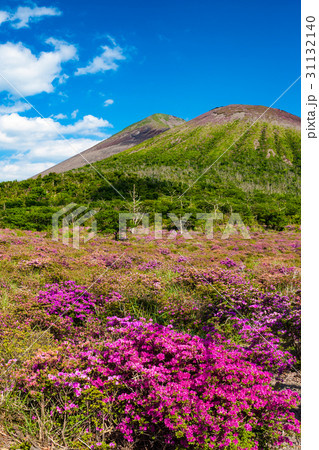 霧島 鹿ヶ原のミヤマキリシマ 31132140