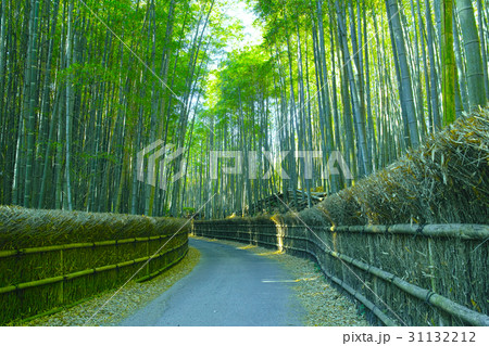京都 竹林と小道 京都 竹林と小道 31132212