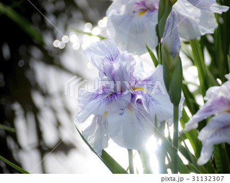 花菖蒲 花菖蒲 31132307