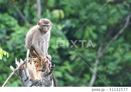 monkey On broken tree 31132577