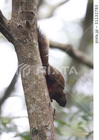 タイワンリス 31132783