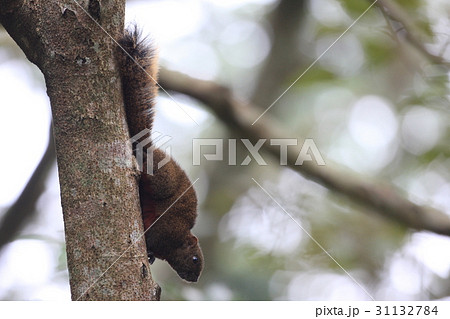 タイワンリス 31132784