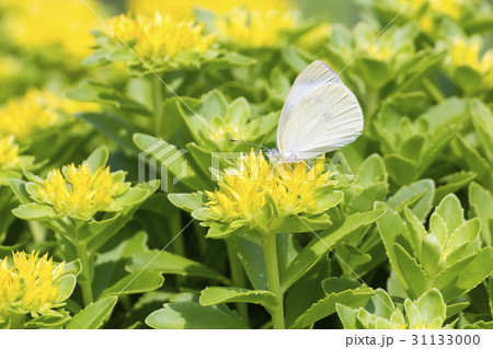 モンシロチョウ 31133000