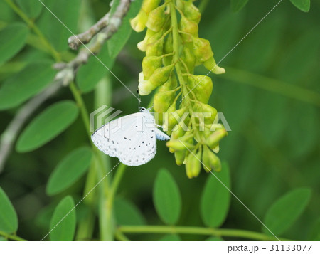 クララの花に卵を産み付けるルリシジミ 31133077