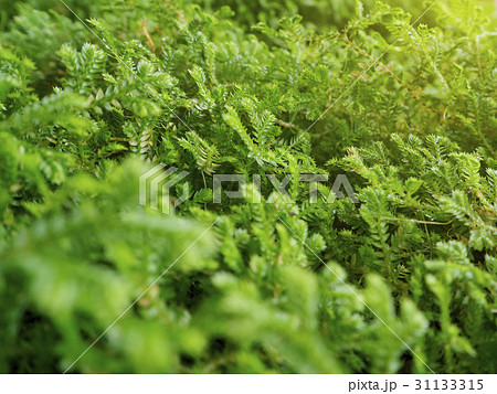 Mostly green plenty background 31133315
