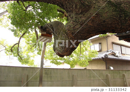 三島神社の薫蓋樟(大阪府門真市) 三島神社の薫蓋樟(大阪府門真市) 31133342