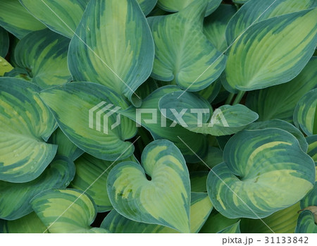 ギボウシ ハート型葉 ギボウシ ハート型葉 31133842