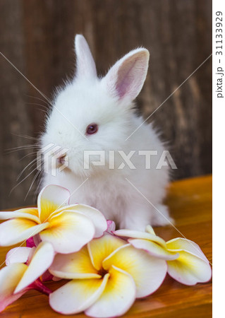 cute baby rabbit with flower 31133929