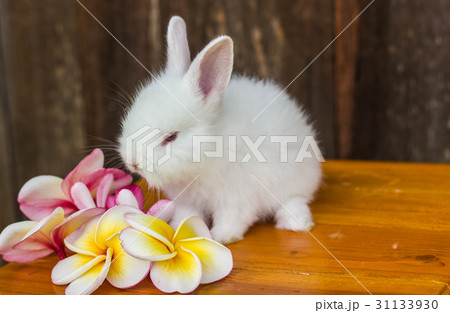 cute baby rabbit with flower cute baby rabbit with flower 31133930