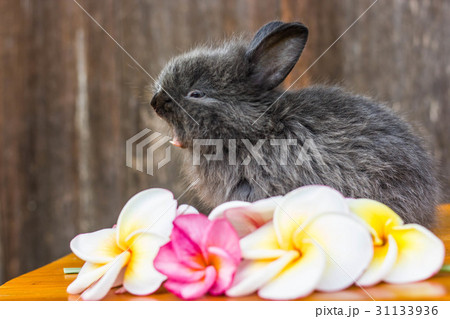 cute baby rabbit with flower 31133936