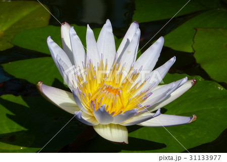 漂浮在水和生動的顏色花 蓮花水生植物的葉子 照片素材 圖片 圖庫