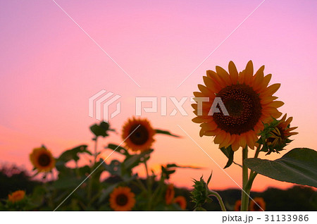 ひまわりと夕空 ひまわりと夕空 31133986