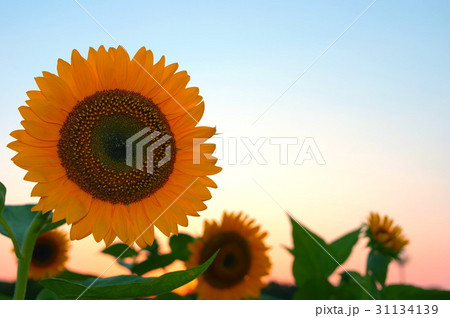 夕暮れのひまわり 31134139