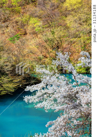四万湖ブルーと桜 31134188