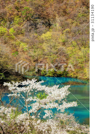 四万湖ブルーと桜 四万湖ブルーと桜 31134190