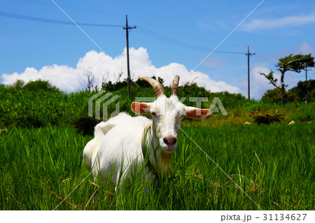 沖縄県 八重山諸島 波照間島のヤギ 沖縄県 八重山諸島 波照間島のヤギ 31134627