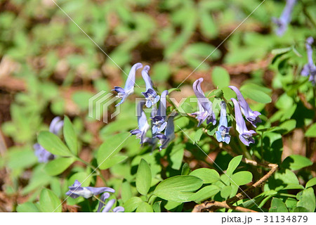 ヤマエンゴサク ヤマエンゴサク 31134879